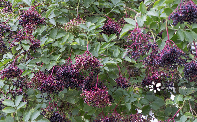 黑接骨木（Sambucus nigra），德国北莱茵-威斯特法伦州图片素材