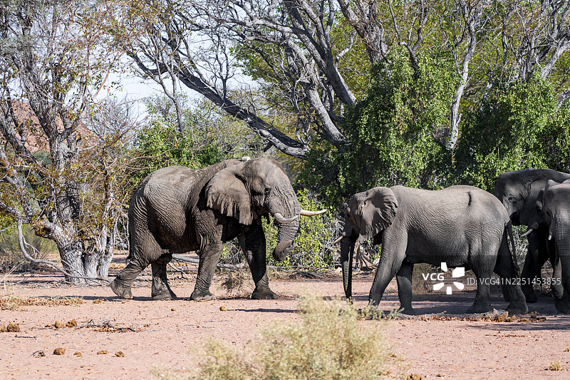 非洲象（Loxodonta africana），成年雄象和象群，沙漠象，在纳米比亚库内内地区达马拉兰的乌加布河河床上图片素材