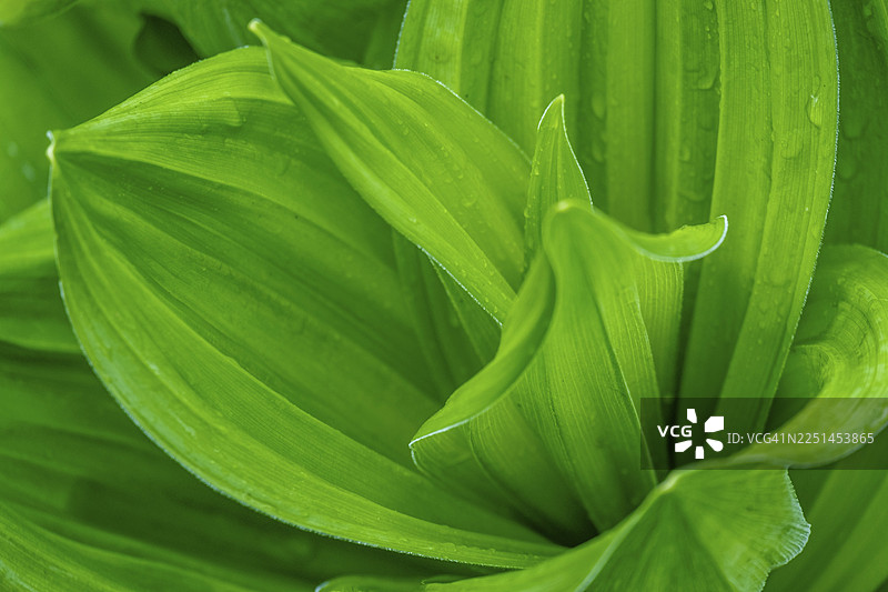 动态排列的绿色植物（玉簪），叶片弯曲，位于德国北莱茵-威斯特法伦州图片素材