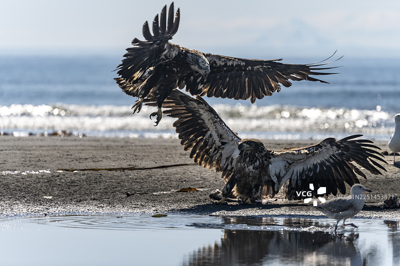 白头海雕（Haliaeetus leucocephalus），两只幼鸟栖息在海滩上，位于阿拉斯加州库克湾安克雷奇角的阿留申山脉白峰后图片素材