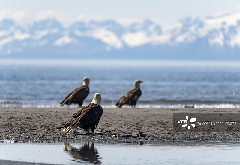 阿拉斯加州库克湾锚点海滩上，几只白头海雕（Haliaeetus leucocephalus）在阿留申山脉的白色山峰前图片素材