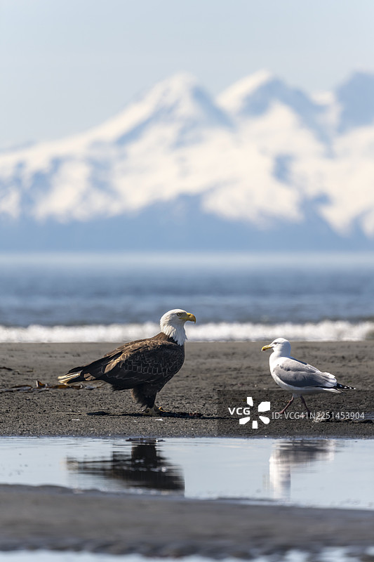 白头海雕（Haliaeetus leucocephalus）在海滩上，锚点，阿拉斯加州库克湾阿留申山脉白峰之后图片素材