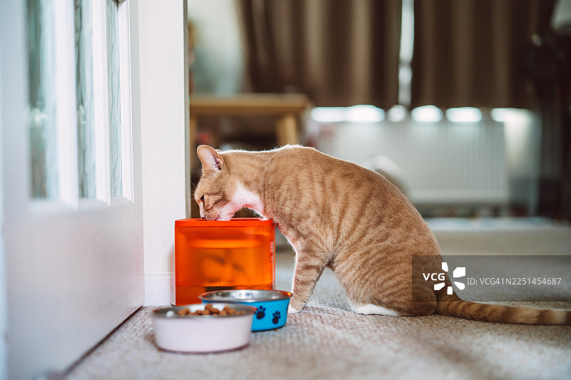 家猫在家中自动宠物饮水器喝水图片素材