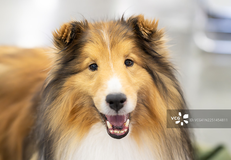 设得兰牧羊犬图片素材