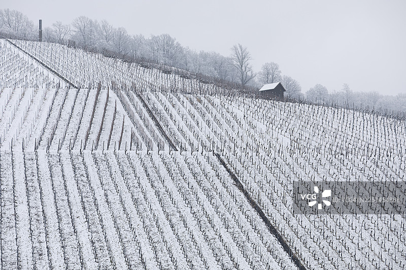 冬日斯图加特地区白雪皑皑的葡萄园。德国费尔巴哈卡佩尔贝格的葡萄园冬季景观。图片素材