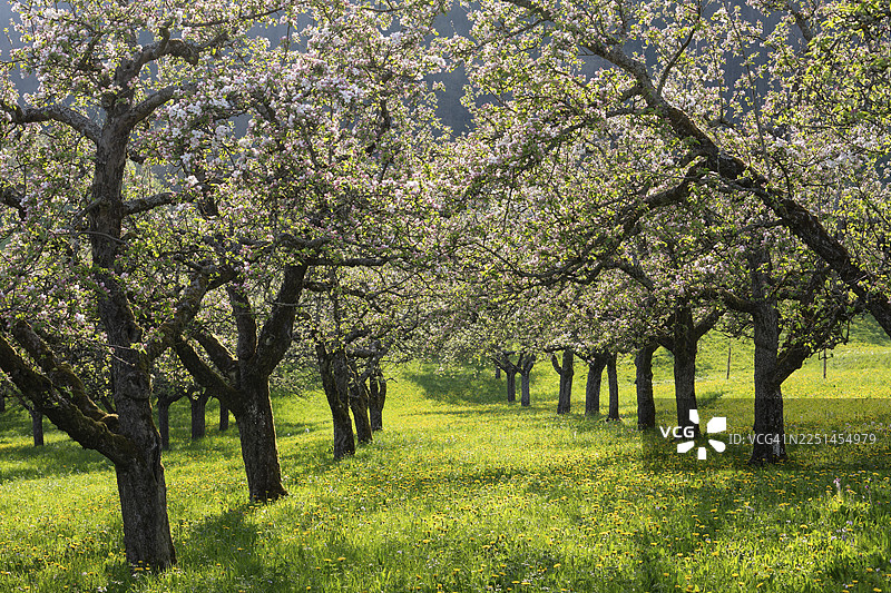 德国巴登-符腾堡州施瓦本汝拉地区奈德林根附近的果园里的苹果花图片素材