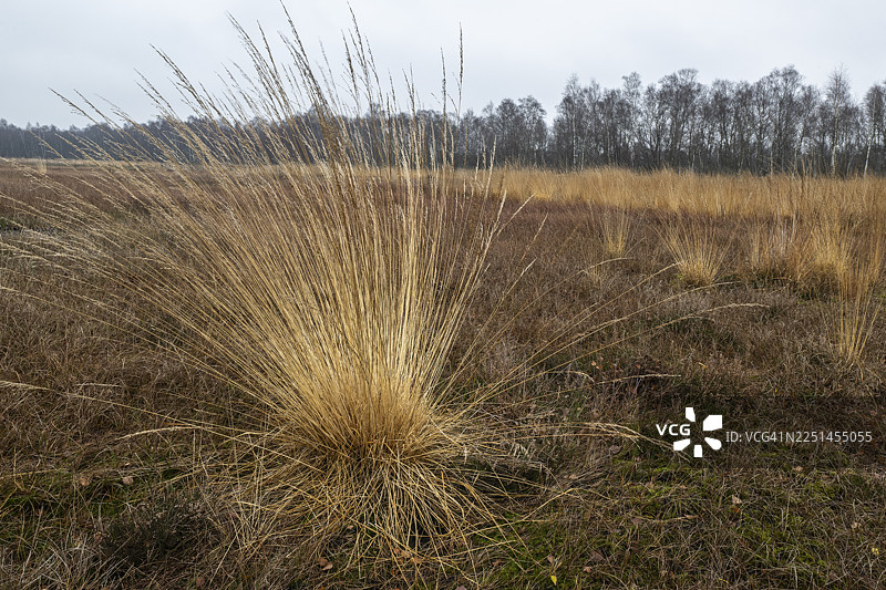 矮生型紫羊茅（Molinia caerulea）在下萨克森州埃姆斯兰的荒野中图片素材