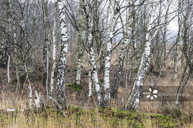 沼泽中的桦树（Betula pendula），德国下萨克森州埃姆斯兰图片素材