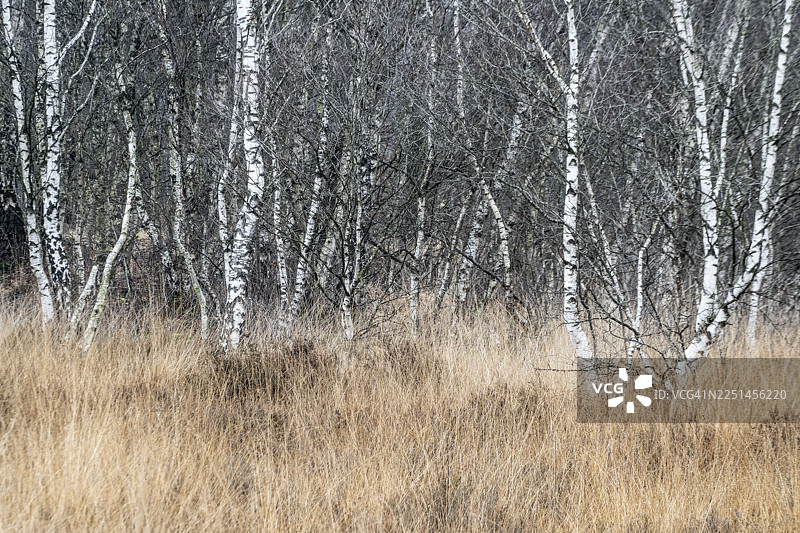沼泽中的桦树（Betula pendula），下萨克森州埃姆斯兰图片素材
