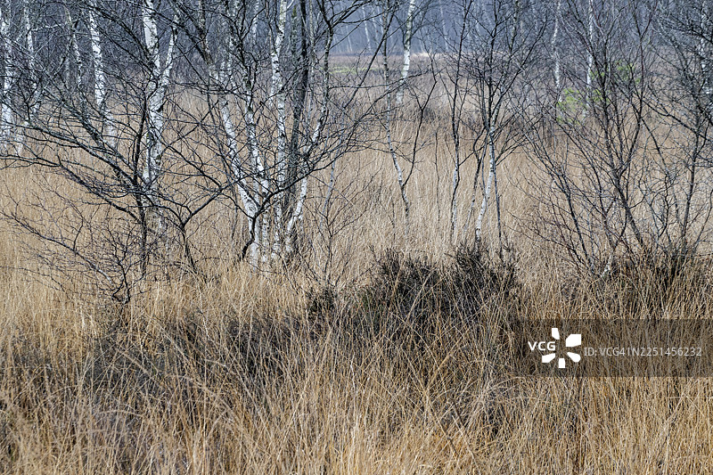 荒原中的桦树（Betula pendula），德国下萨克森州埃姆斯兰图片素材