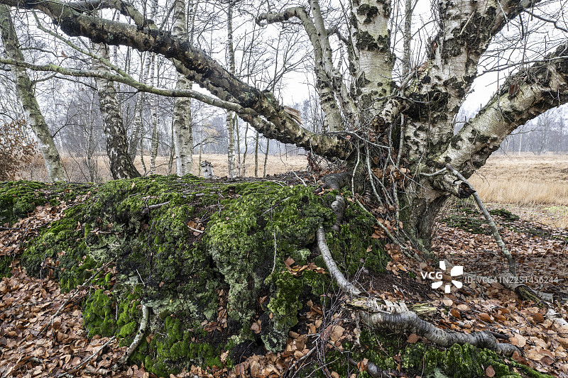 沼泽中的桦树（Betula pendula），下萨克森州埃姆斯兰图片素材