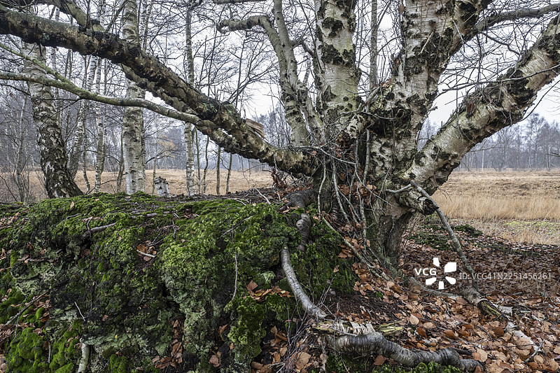 沼泽中的桦树（Betula pendula），德国下萨克森州埃姆斯兰图片素材