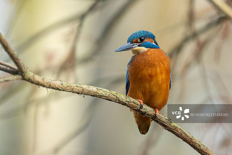 美丽的普通翠鸟（Alcedo atthis）图片素材
