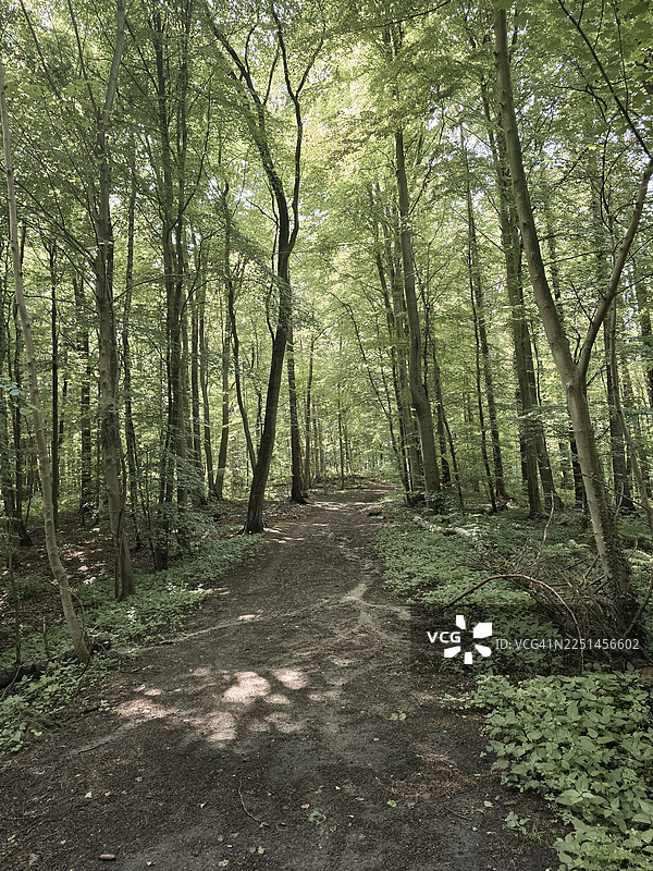 阳光透过茂密的绿树洒在蜿蜒的林间小路上，营造出宁静自然的风景。图片素材