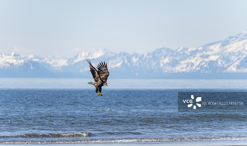 白头海雕（Haliaeetus leucocephalus）在降落时飞行，背景是库克湾的锚点，以及阿留申山脉的白色山峰，位于美国阿拉斯加州锚河州立休闲区。图片素材