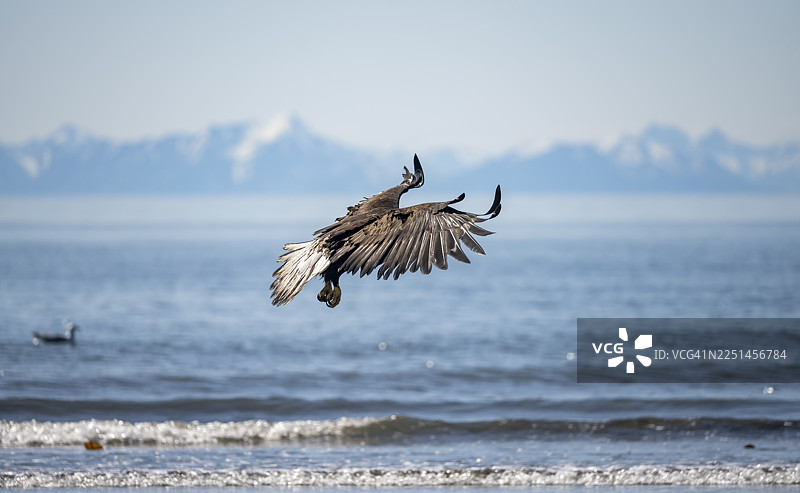 一只白头海雕（Haliaeetus leucocephalus）在飞翔，背景是库克湾的锚点，以及阿拉斯加州锚河州立休闲区的阿留申山脉的白色山峰。图片素材