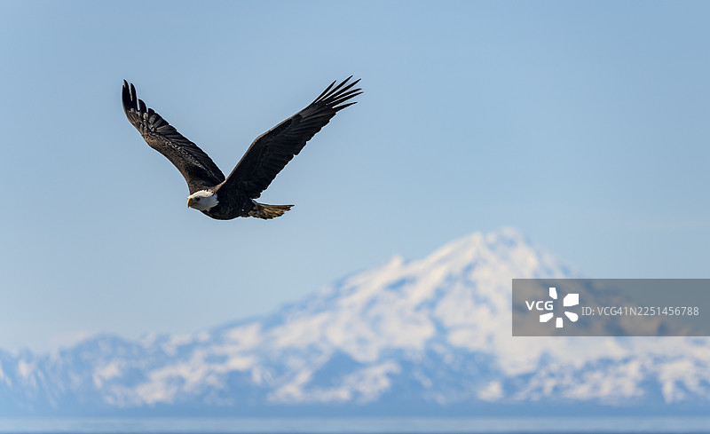 白头海雕（Haliaeetus leucocephalus）在阿拉斯加州库克湾安克雷奇角的上空飞翔，背景是雷山东峰和雪山连绵的阿留申山脉，地点包括安克雷奇角、安克雷奇河州立休闲区，美国图片素材