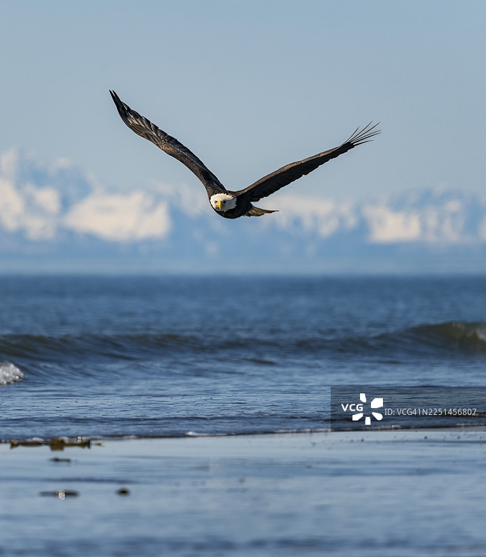 一只白头海雕（Haliaeetus leucocephalus）在空中飞翔，背景是库克湾的锚点和阿拉斯加山脉的白山峰，位于阿拉斯加的锚河州立休闲区。图片素材