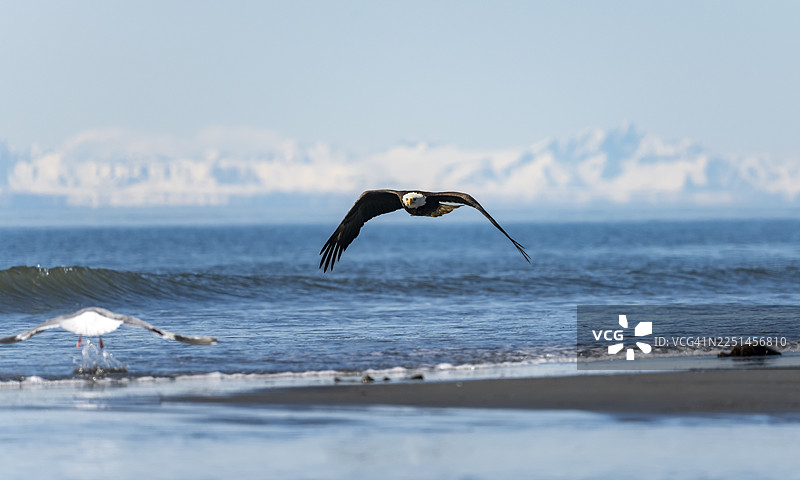 一只白头海雕(Haliaeetus leucocephalus)在飞行,背景是库克湾的锚点和阿拉斯加山脉的白山峰,位于阿拉斯加州美国锚河州立休闲区。图片素材