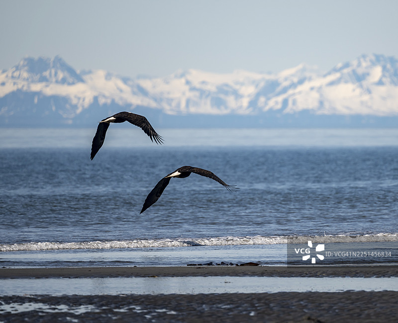 在美国阿拉斯加州库克湾锚点海滩上空飞翔的两只白头海雕（Haliaeetus leucocephalus），背景是白色的阿留申山脉山峰，位于锚河州立休闲区。图片素材