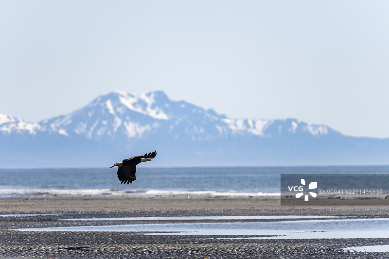 在美国阿拉斯加州库克湾锚点海滩上空飞翔的白头海雕（Haliaeetus leucocephalus），背景是阿留申群岛的白色山峰，位于锚河州立休闲区。图片素材