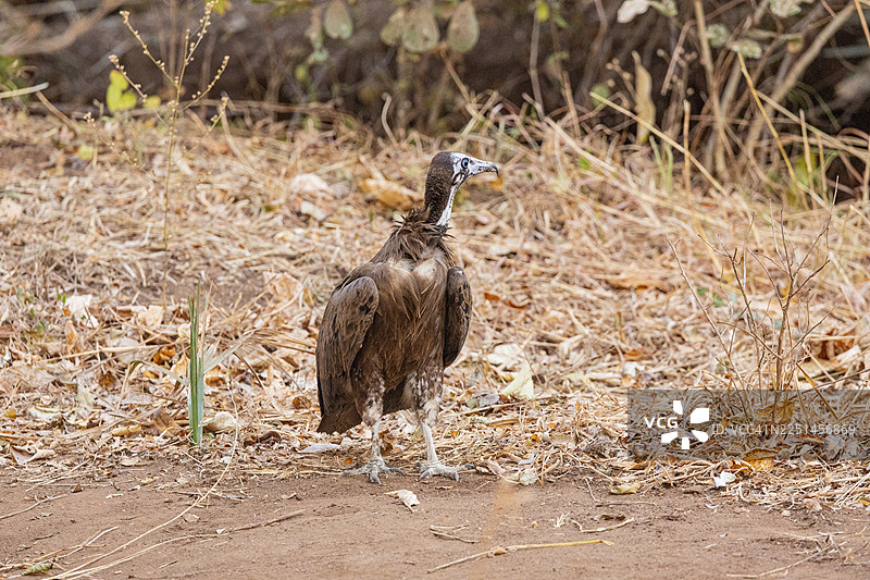 黑冠秃鹫（Necrsoyrtes monachus）赞比亚图片素材
