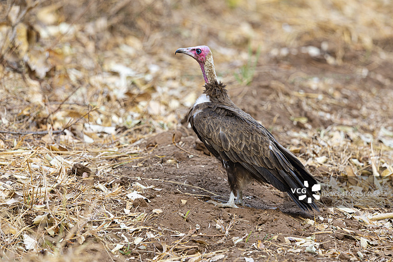 黑冠秃鹫 (Necrsoyrtes monachus) 赞比亚图片素材