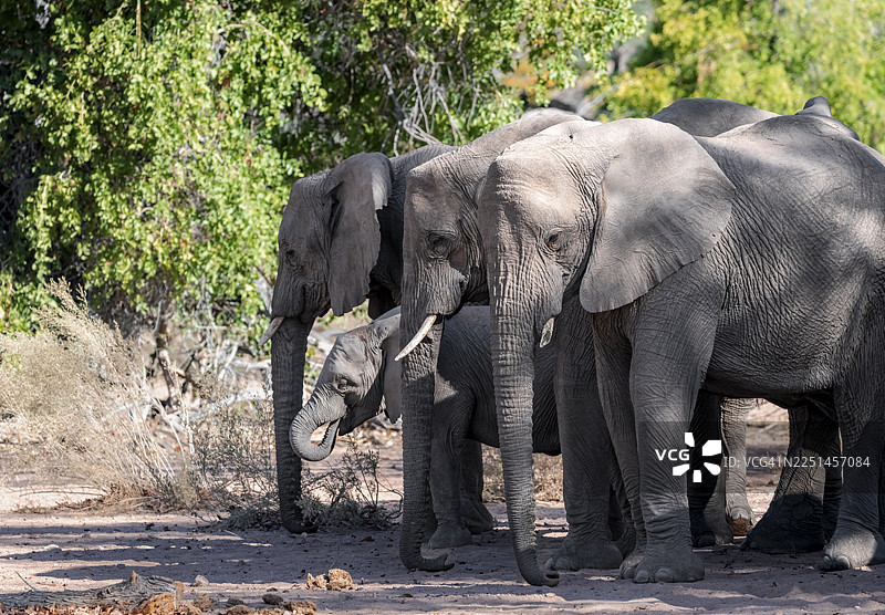 非洲象（Loxodonta africana）象群，沙漠象，乌加布河河床，达马拉兰，库内内地区，纳米比亚图片素材