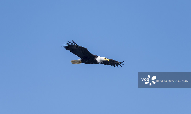 白头海雕（Haliaeetus leucocephalus）在美国阿拉斯加州锚点上空蓝天中飞翔图片素材