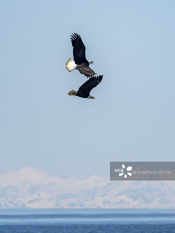 两只白头海雕（Haliaeetus leucocephalus）在美国阿拉斯加州锚点上空飞翔，背景是蓝天。图片素材