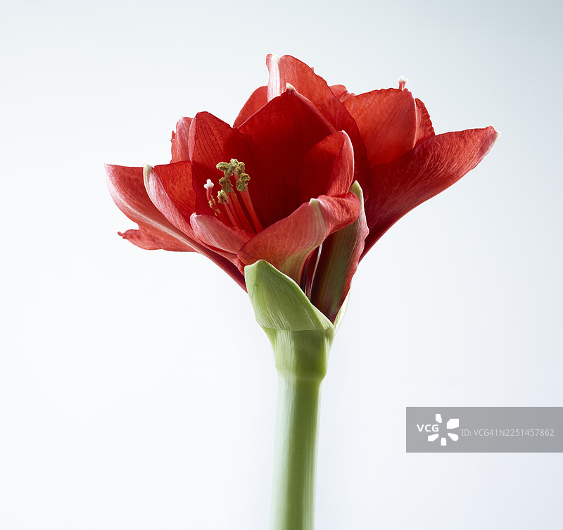 朱顶红（Hippeastrum striatum）花朵图片素材