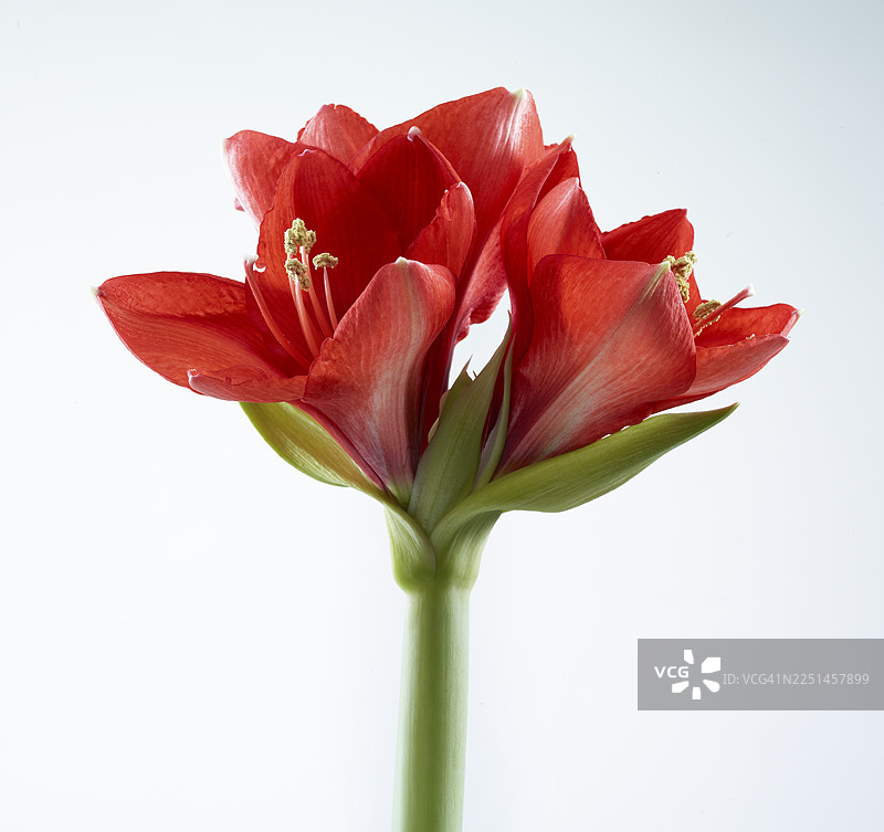 朱顶红（Hippeastrum striatum）花朵图片素材
