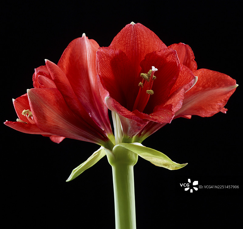 朱顶红（Hippeastrum striatum）花朵图片素材