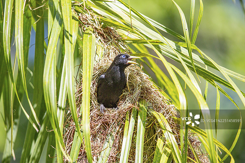 黄臀簇舌雀（Cacicus cela），巴西潘塔纳尔图片素材
