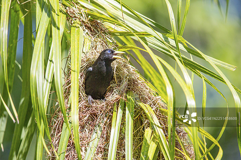 黄臀簇舌雀（Cacicus cela），巴西潘塔纳尔图片素材