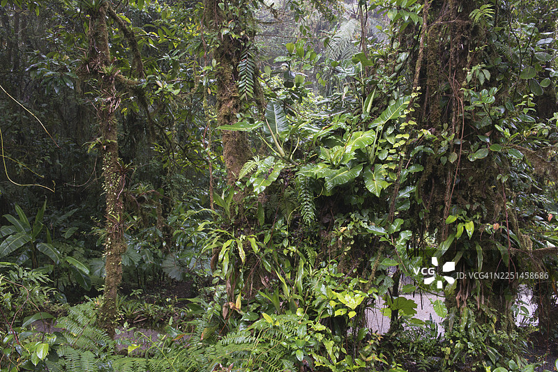 云雾森林，蒙特维多云雾森林生物保护区，哥斯达黎加图片素材