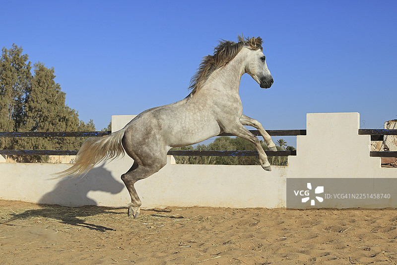 柏柏尔马，杰尔巴，突尼斯，柏柏尔图片素材