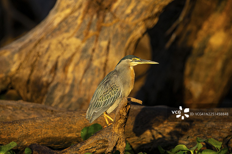 红脚鲣鸟 (Butorides striatus) 巴西潘塔纳尔湿地图片素材