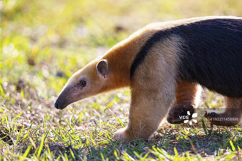 南美食蚁兽 (Tamandua tetradactyla) 巴西潘塔纳尔湿地图片素材
