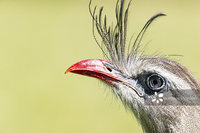 红脚塞里亚马 (Cariama cristata) 巴西潘塔纳尔图片素材