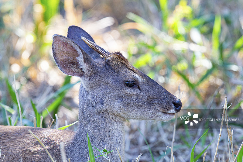 巴西潘塔纳尔的粗壮马马鹿（Mazama americana）图片素材