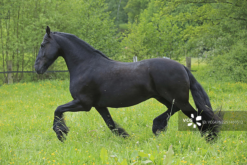 弗里斯兰马，弗里斯兰马图片素材