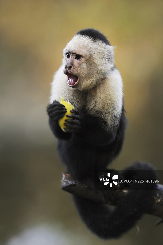 白肩卷尾猴（Cebus capucinus）正在进食，这是一只圈养的、生活在南美洲的猴子图片素材