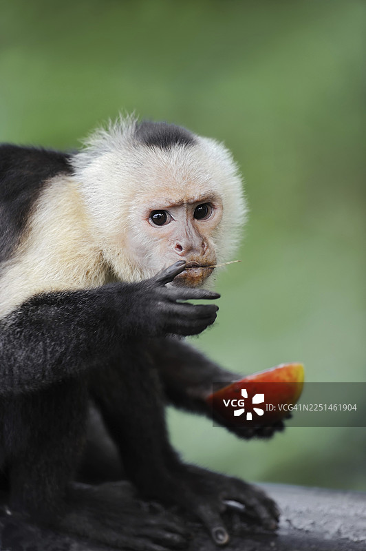 白肩卷尾猴或白头卷尾猴（Cebus capucinus），正在进食，圈养，分布于南美洲图片素材