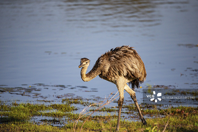 大美洲鸵（Rhea americana）在巴西潘塔纳尔湿地图片素材