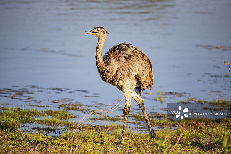 南美鸵鸟，巴西潘塔纳尔图片素材
