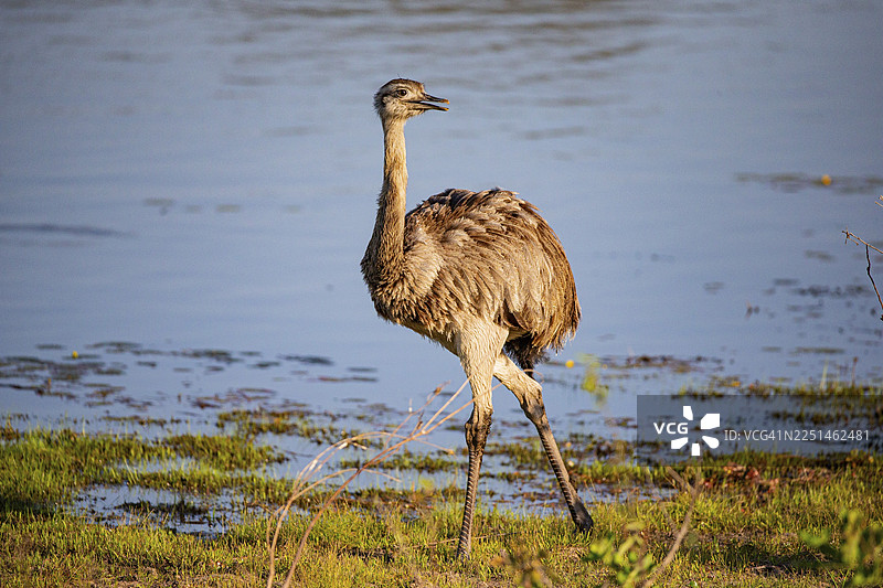 大美洲鸵（Rhea americana）巴西潘塔纳尔湿地图片素材