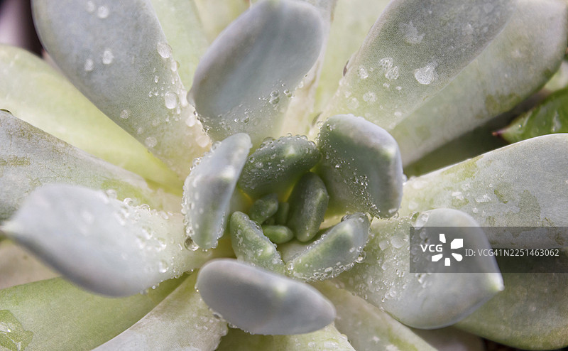 温室里美丽的肉质植物。特写，花卉图案，选择性聚焦图片素材