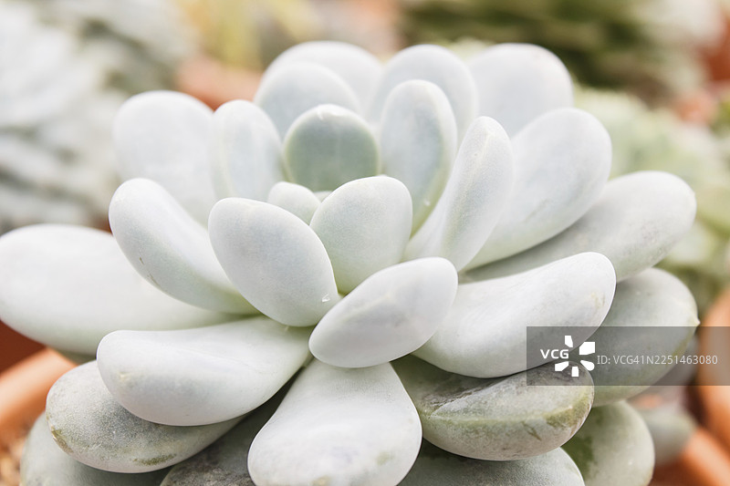 温室里美丽的肉质植物。特写，花卉图案，选择性聚焦图片素材