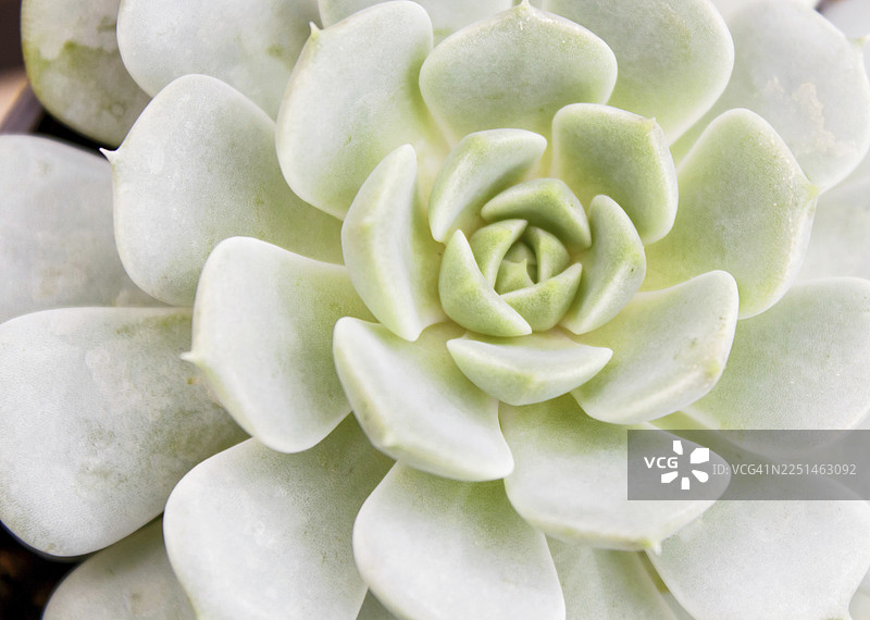 温室里美丽的肉质植物。特写，花卉图案，选择性聚焦图片素材